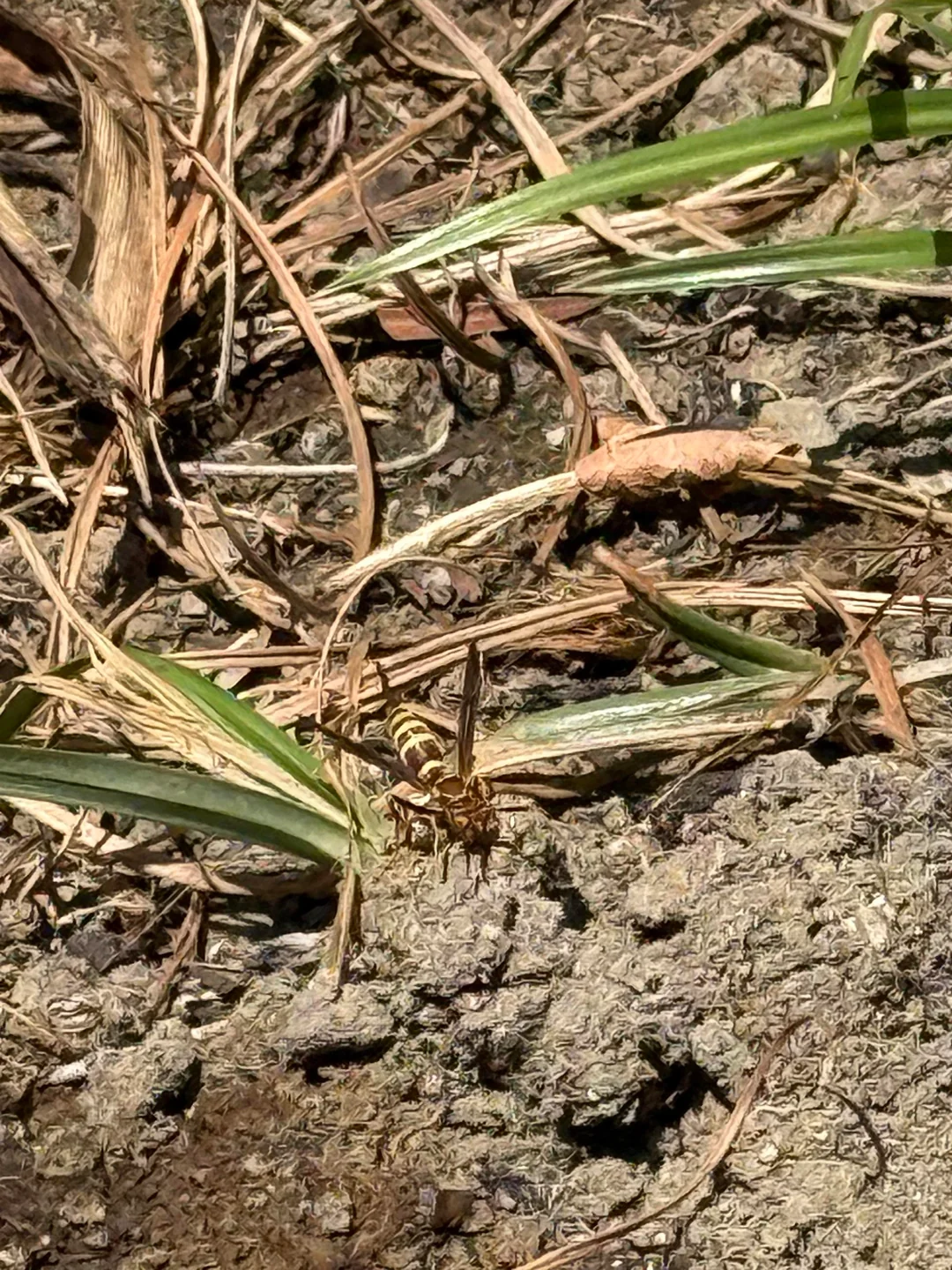 Paper Wasp analysis