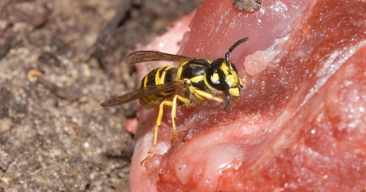 Wasp analysis