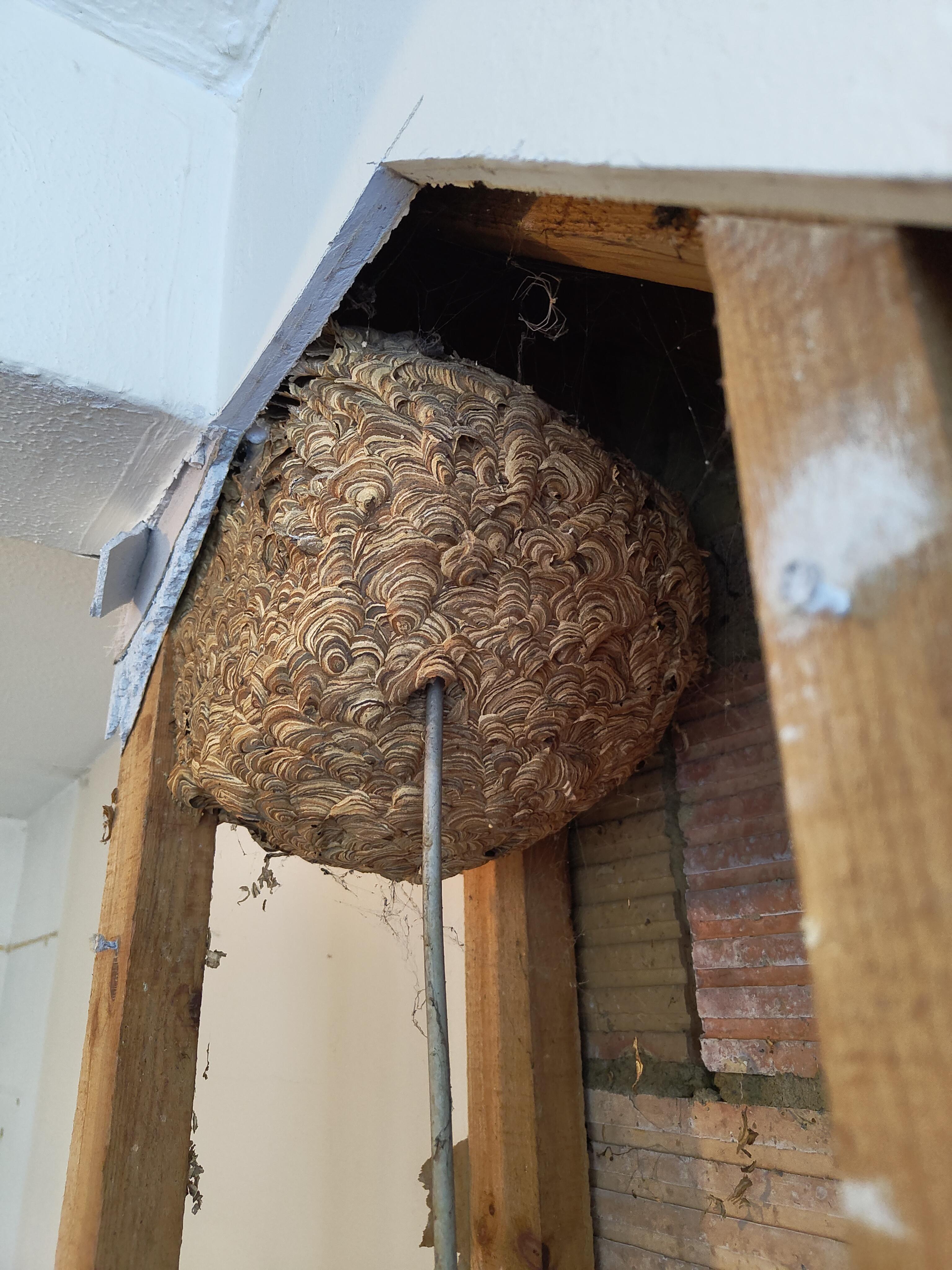 Bald-Faced Hornet analysis