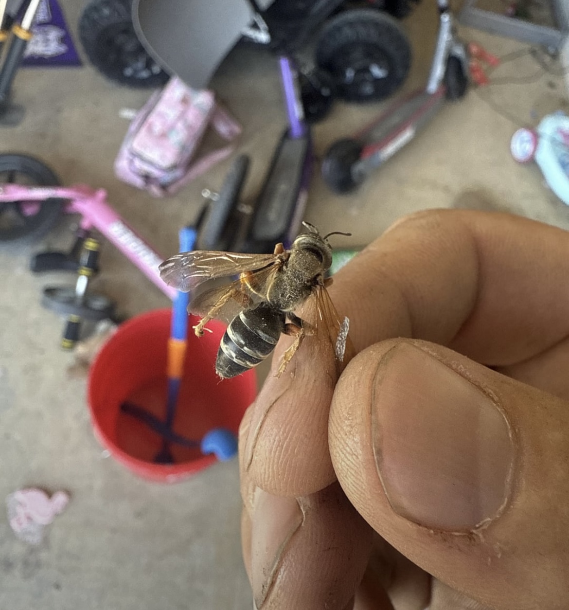 Wasp analysis