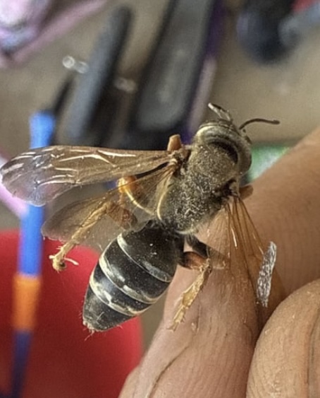 Bee analysis