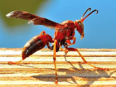 Paper Wasp analysis