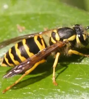 Yellow Jacket analysis